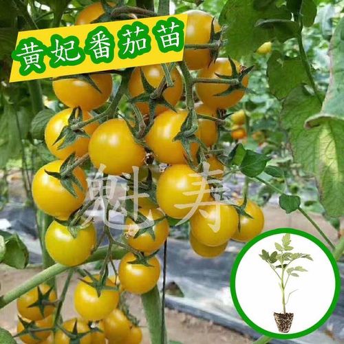 黄贵妃樱桃番茄栽培技术「院里怎么种植樱桃番茄苗」 黄贵妃樱桃番茄栽培技术「院里怎么种植樱桃番茄苗」 土壤施肥