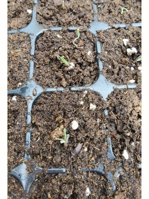 刚取的新鲜西红柿种子能种吗「拿到番茄种子怎么种植呢」 刚取的新鲜西红柿种子能种吗「拿到番茄种子怎么种植呢」 番茄病虫害防治