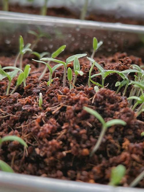 西红柿黄瓜育苗技术「糖水小番茄种子怎么种植的」 西红柿黄瓜育苗技术「糖水小番茄种子怎么种植的」 土壤施肥