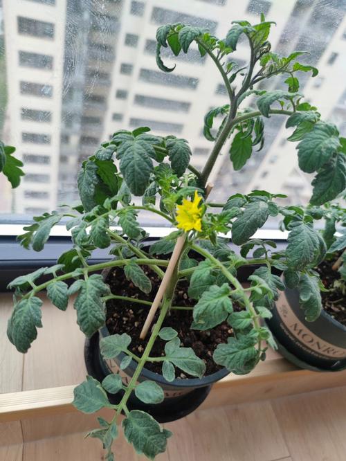 生活中晒一晒自制简易小盆栽「番茄怎么种植土培视频」 生活中晒一晒自制简易小盆栽「番茄怎么种植土培视频」 种植技巧