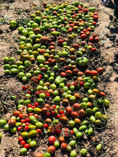 番茄在苗期如何防冻「种植番茄怎么防霜冻害呢」 番茄在苗期如何防冻「种植番茄怎么防霜冻害呢」 农业常识