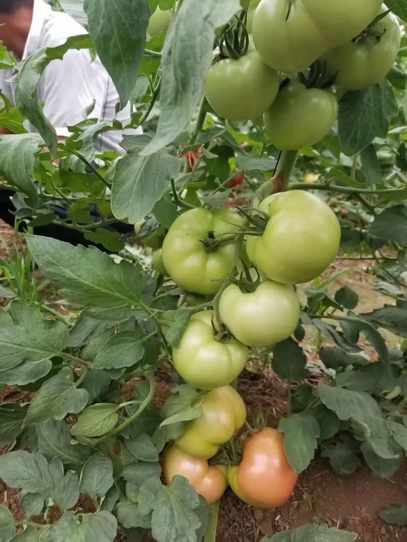 西红柿的种植方法「农村番茄怎么种植的好呢视频」 西红柿的种植方法「农村番茄怎么种植的好呢视频」 土壤施肥