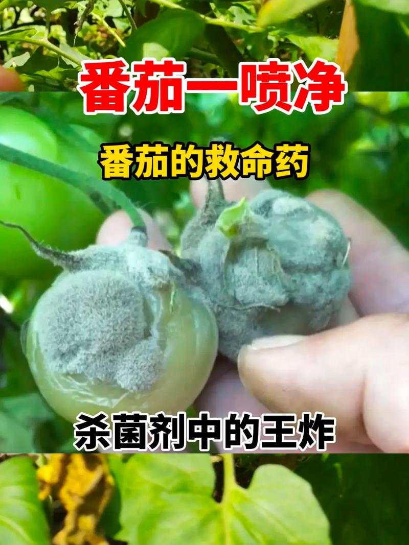 西红柿生虫防治最佳时间「种植的番茄怎么防虫蛀呢」 西红柿生虫防治最佳时间「种植的番茄怎么防虫蛀呢」 农业常识