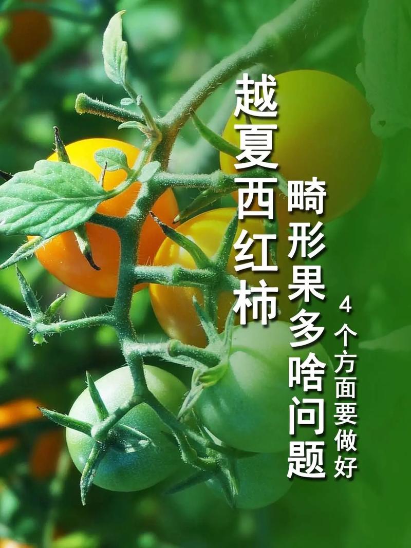 西红柿长出畸形果,什么原因「买到畸形番茄怎么种植呢视频」 植物种类 西红柿长出畸形果,什么原因「买到畸形番茄怎么种植呢视频」 西红柿长出畸形果,什么原因「买到畸形番茄怎么种植呢视频」 植物种类