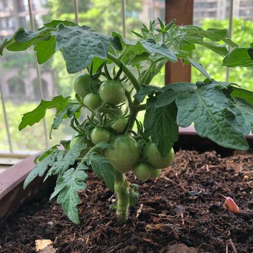 番茄泡水浇花的做法「盆栽浇水番茄怎么种植视频」 土壤施肥 番茄泡水浇花的做法「盆栽浇水番茄怎么种植视频」 番茄泡水浇花的做法「盆栽浇水番茄怎么种植视频」 土壤施肥