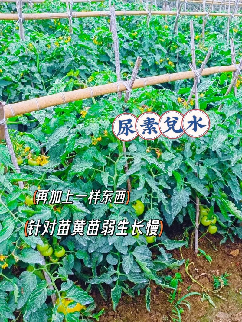 西红柿苗可以用尿素吗「番茄种植怎么施尿素肥视频」 西红柿苗可以用尿素吗「番茄种植怎么施尿素肥视频」 植物种类