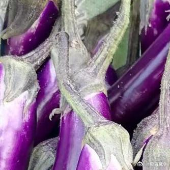 wlk紫色宝石配方「紫色宝石番茄怎么种植的视频」 wlk紫色宝石配方「紫色宝石番茄怎么种植的视频」 番茄种植技巧