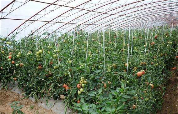 大棚蔬菜全套种植技术大棚蔬菜怎样种植「大棚种番茄怎么种植视频」 大棚蔬菜全套种植技术大棚蔬菜怎样种植「大棚种番茄怎么种植视频」 花朵知识