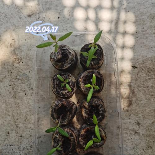 西红柿籽怎么种「种植小番茄籽怎么种植」 番茄病虫害防治 西红柿籽怎么种「种植小番茄籽怎么种植」 西红柿籽怎么种「种植小番茄籽怎么种植」 番茄病虫害防治