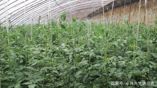 大棚西红柿怎么搭架「番茄种植大棚怎么拍照好看」 土壤施肥 大棚西红柿怎么搭架「番茄种植大棚怎么拍照好看」 大棚西红柿怎么搭架「番茄种植大棚怎么拍照好看」 土壤施肥