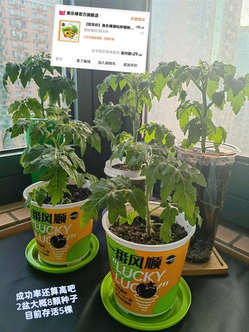樱桃西红柿种子的种植方法「阳台樱桃番茄怎么种植视频」 樱桃西红柿种子的种植方法「阳台樱桃番茄怎么种植视频」 番茄病虫害防治