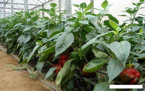 辣椒和西红柿能一起种吗？需要注意什么「怎么用辣椒杂交番茄种植视频」 辣椒和西红柿能一起种吗？需要注意什么「怎么用辣椒杂交番茄种植视频」 种植技巧