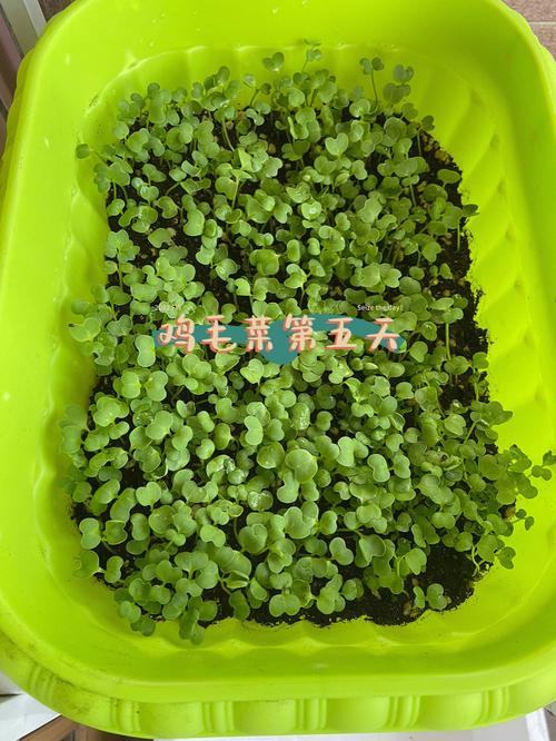 龙牙菜的家常做法「火龙番茄种子怎么种植的视频」 龙牙菜的家常做法「火龙番茄种子怎么种植的视频」 花朵知识