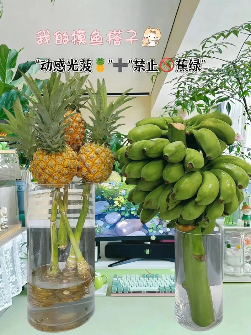 水培菠萝的种植方法及注意事项「菠萝水培蔬菜种植小技巧视频」 水培菠萝的种植方法及注意事项「菠萝水培蔬菜种植小技巧视频」 种植技巧