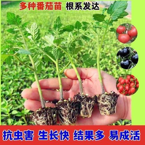 西红柿什么季节种植「晚秋番茄怎么种植技术视频」 西红柿什么季节种植「晚秋番茄怎么种植技术视频」 土壤施肥