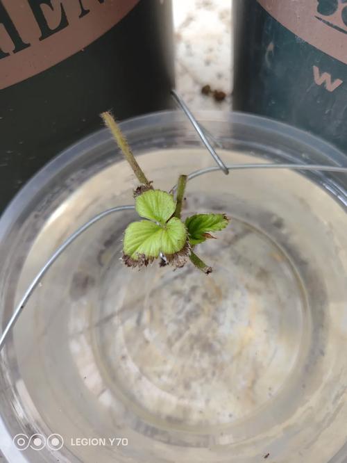 水种草莓的莳植本领,水培草莓怎样育苗。 水种草莓的莳植本领,水培草莓怎样育苗。 种植技巧