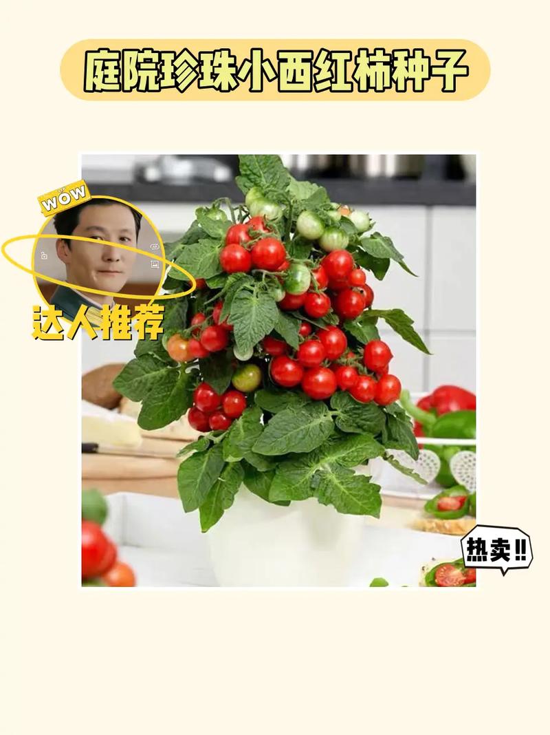 你读过字数最少的小说是什么「火麒麟番茄种子怎么种植视频」 你读过字数最少的小说是什么「火麒麟番茄种子怎么种植视频」 农业常识