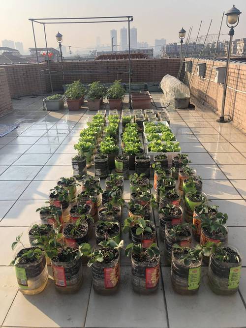 塑料油桶栽种西红柿怎么存活不了呢「塑料花盆小番茄怎么种植视频」 塑料油桶栽种西红柿怎么存活不了呢「塑料花盆小番茄怎么种植视频」 农业常识