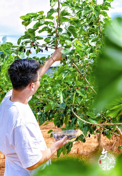 清远市的采摘水果去哪儿「桑葚怎么种植小番茄视频」 清远市的采摘水果去哪儿「桑葚怎么种植小番茄视频」 植物种类