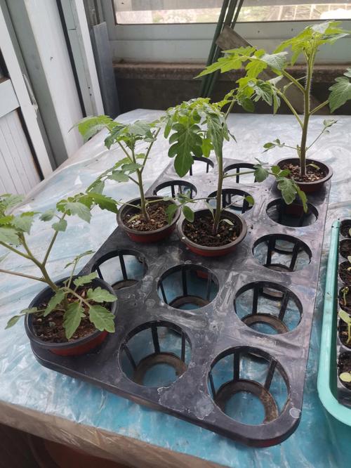 露天种植的西红柿红了怕鸟吃,用塑料袋子包裹行吗「番茄长条盆怎么种植的视频」 露天种植的西红柿红了怕鸟吃,用塑料袋子包裹行吗「番茄长条盆怎么种植的视频」 农业常识