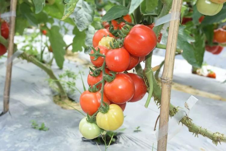 2021年宁夏西红柿种植面积「番茄怎么种植最香甜呢视频」 2021年宁夏西红柿种植面积「番茄怎么种植最香甜呢视频」 种植技巧
