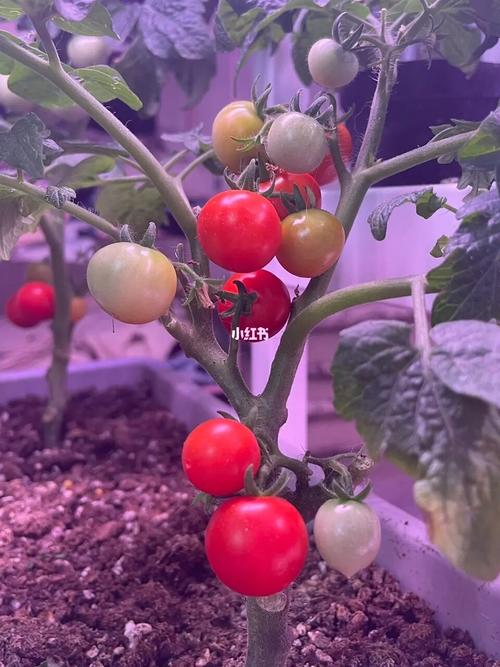 紫色小番茄盆栽种植方法「熟了的小番茄怎么种植视频」 紫色小番茄盆栽种植方法「熟了的小番茄怎么种植视频」 植物种类