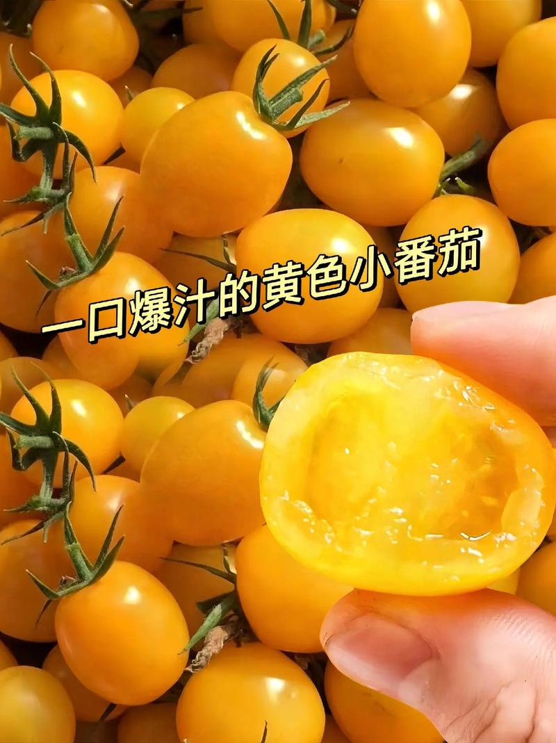 黄色番茄什么时候种植「黄番茄怎么种植方法」 黄色番茄什么时候种植「黄番茄怎么种植方法」 种植技巧