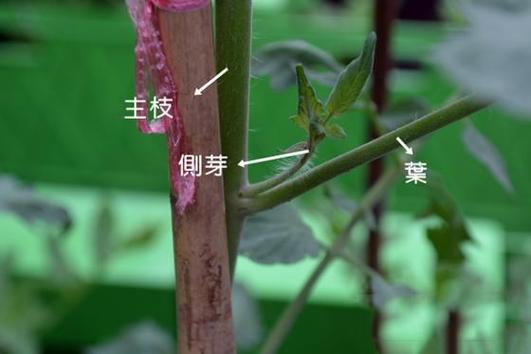 什么是番茄双杆整枝法「番茄怎么种植整枝条的视频」 什么是番茄双杆整枝法「番茄怎么种植整枝条的视频」 农业常识