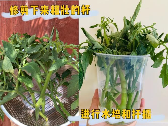 番茄秧如何修剪结果多「番茄种植盆栽怎么剪枝视频」 番茄秧如何修剪结果多「番茄种植盆栽怎么剪枝视频」 番茄病虫害防治