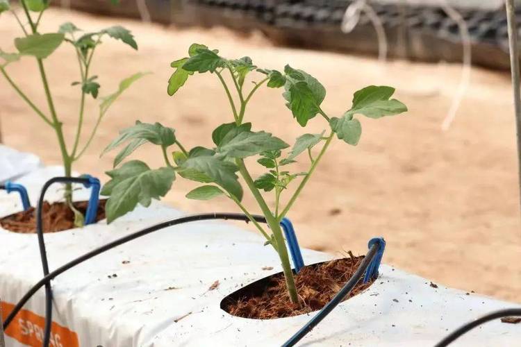 樱桃番茄种植方法全过程「樱桃家种小番茄怎么种植视频」 樱桃番茄种植方法全过程「樱桃家种小番茄怎么种植视频」 土壤施肥