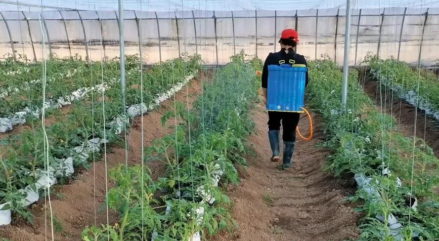 西红柿如何施肥，追施肥料要注意哪些问题「种植番茄需要怎么施肥呢」 西红柿如何施肥，追施肥料要注意哪些问题「种植番茄需要怎么施肥呢」 花朵知识