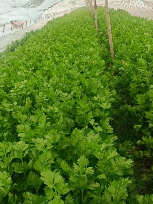 怎样进行大棚芹菜，黄瓜，番茄的高效种植「芹菜怎么种植小番茄苗视频」 怎样进行大棚芹菜，黄瓜，番茄的高效种植「芹菜怎么种植小番茄苗视频」 花朵知识