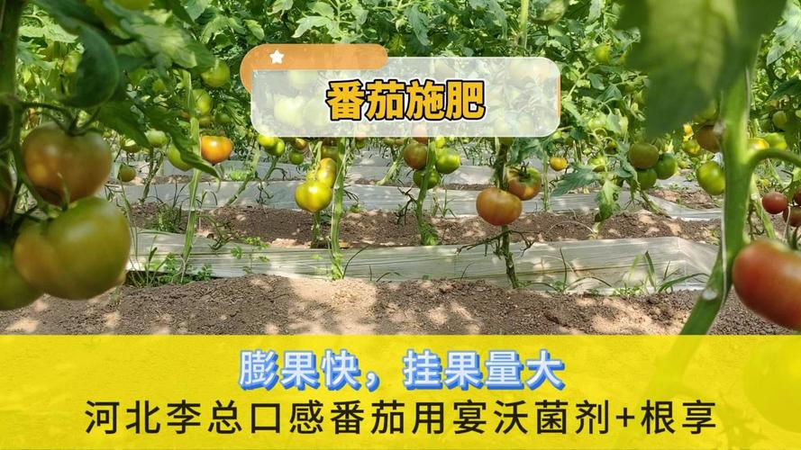 西红柿膨果期用什么肥好「果园怎么种植番茄视频」 种植技巧 西红柿膨果期用什么肥好「果园怎么种植番茄视频」 西红柿膨果期用什么肥好「果园怎么种植番茄视频」 种植技巧