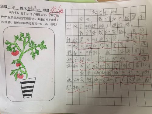 番茄怎么种植口感会比较甜「小番茄种植总结怎么写好看」 番茄怎么种植口感会比较甜「小番茄种植总结怎么写好看」 植物种类