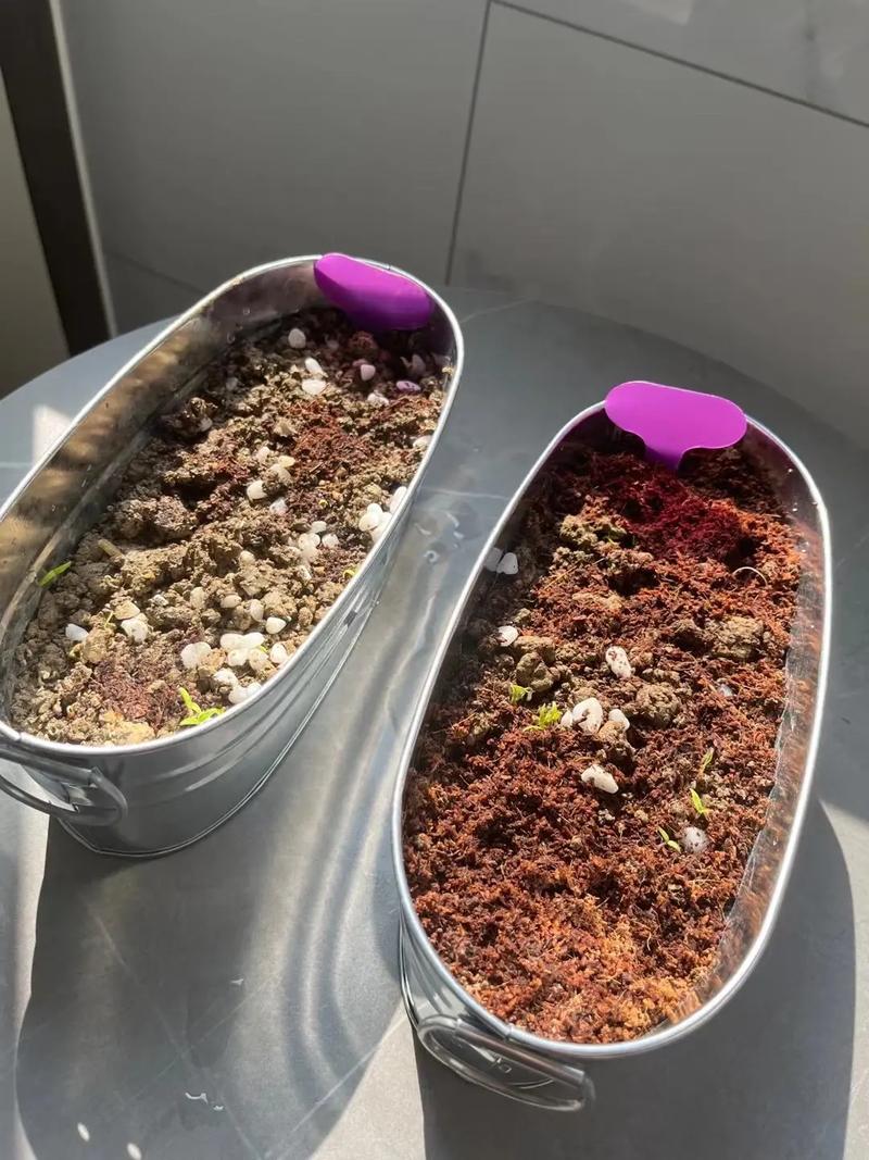 如何用番茄籽种小番茄「水果种子小番茄怎么种植的」 如何用番茄籽种小番茄「水果种子小番茄怎么种植的」 土壤施肥