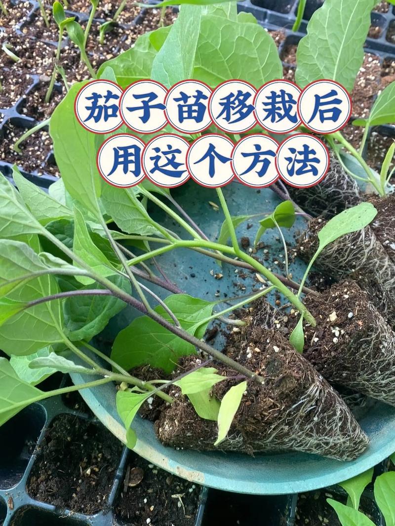 怎样进行蔬菜的种植「新人做蔬菜种植技巧视频」 怎样进行蔬菜的种植「新人做蔬菜种植技巧视频」 种植技巧