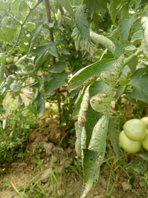 番茄底部发黑是什么病?怎么治「黑番茄阳台怎么种植视频」 农业常识 番茄底部发黑是什么病?怎么治「黑番茄阳台怎么种植视频」 番茄底部发黑是什么病?怎么治「黑番茄阳台怎么种植视频」 农业常识