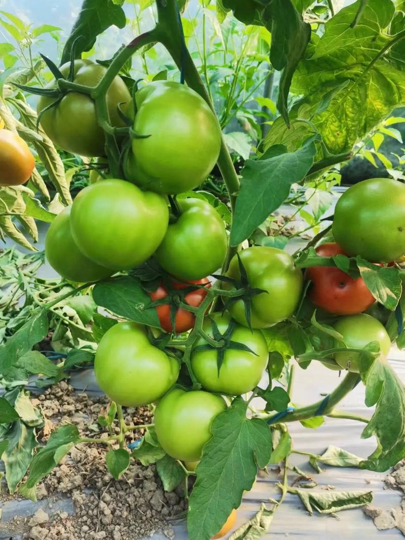 南方露天种植番茄最佳时间「南方种植番茄怎么管理的」 南方露天种植番茄最佳时间「南方种植番茄怎么管理的」 番茄病虫害防治