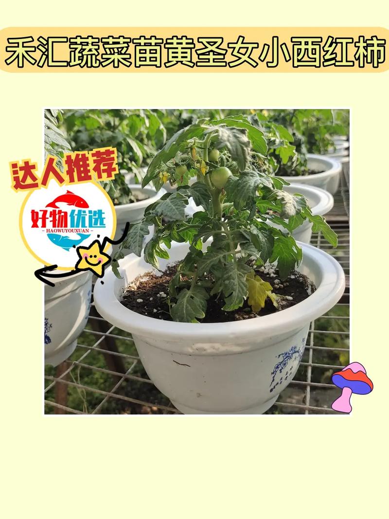#好物过冬#在阳台上养花种菜应该注意些什么「种植矮番茄怎么打理好看」 #好物过冬#在阳台上养花种菜应该注意些什么「种植矮番茄怎么打理好看」 土壤施肥