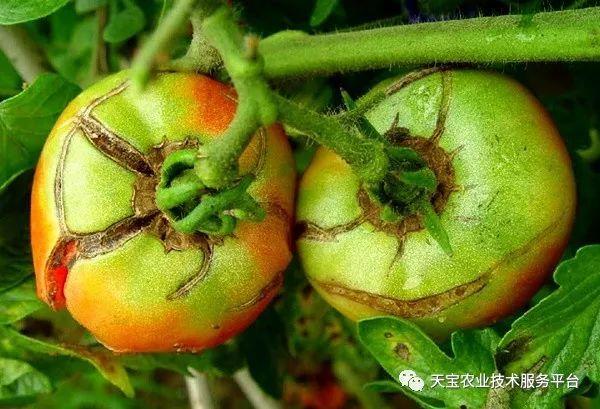 番茄为什么裂缝「番茄种植怎么会破裂呢」 番茄为什么裂缝「番茄种植怎么会破裂呢」 番茄种植技巧