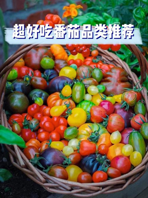 夏天了，适合去哪里旅游？有没有推荐「金秀番茄种子怎么种植的」 夏天了，适合去哪里旅游？有没有推荐「金秀番茄种子怎么种植的」 土壤施肥