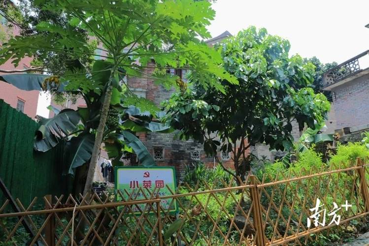 农村房前屋后真正无公害农产品怎么推广出去「蔬菜种植技巧视频素材哪里找」 农村房前屋后真正无公害农产品怎么推广出去「蔬菜种植技巧视频素材哪里找」 农业常识