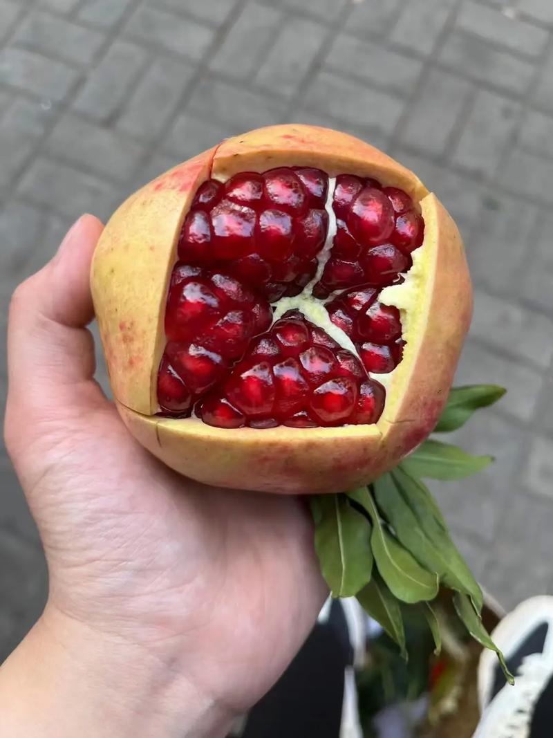 石榴季到了，如何挑选石榴呢「玛瑙小番茄种子怎么种植视频」 石榴季到了，如何挑选石榴呢「玛瑙小番茄种子怎么种植视频」 番茄种植技巧