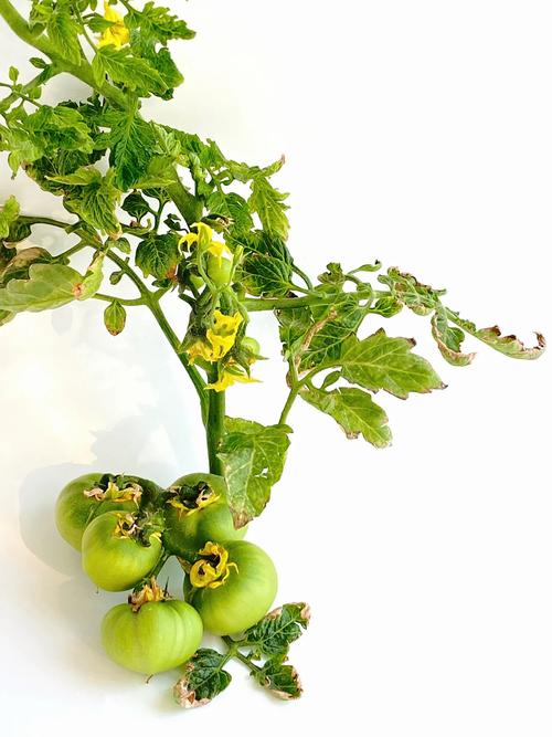 绿宝石西红柿怎么炒「绿宝石番茄怎么种植方法」 绿宝石西红柿怎么炒「绿宝石番茄怎么种植方法」 农业常识