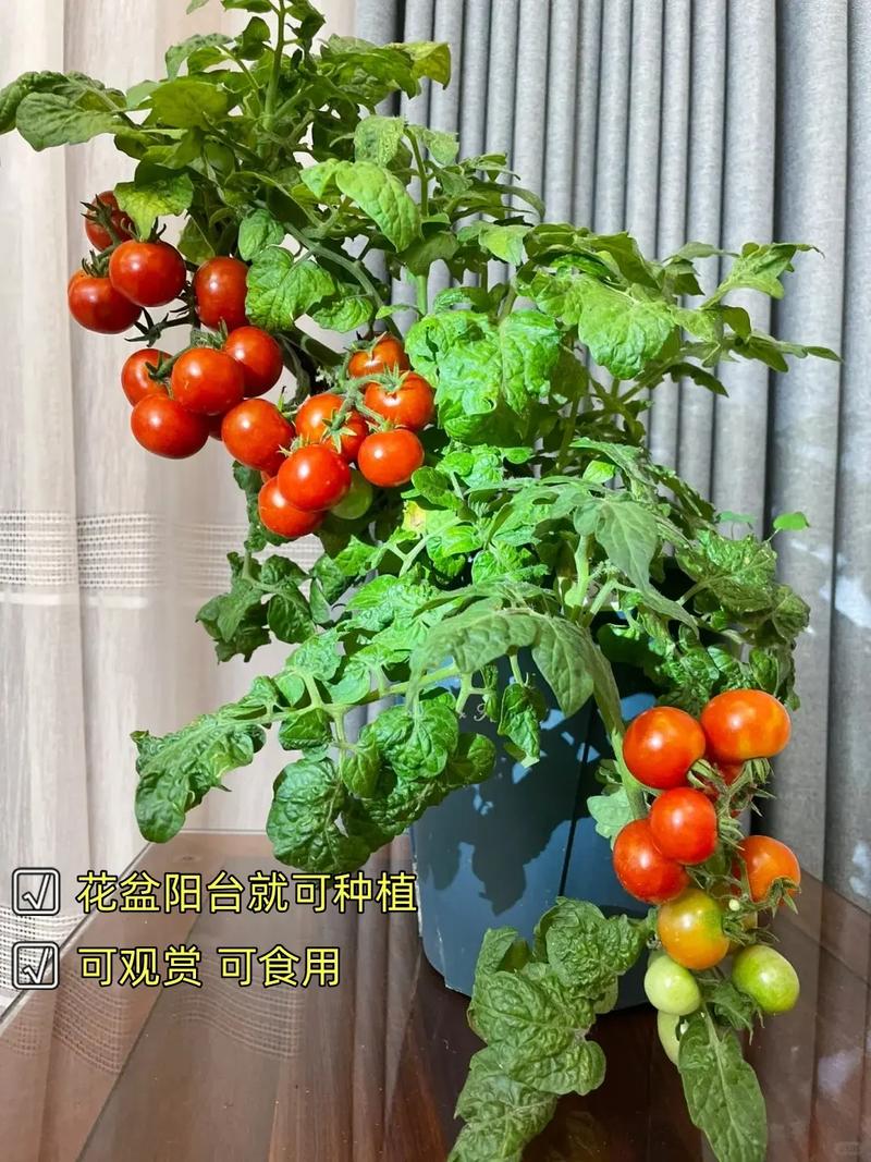 观赏西红柿长几天「观赏番茄怎么种植视频」 观赏西红柿长几天「观赏番茄怎么种植视频」 番茄种植技巧