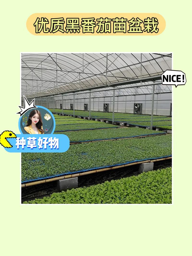西红柿大苗如何栽植「番茄怎么种植秧苗图片大全」 西红柿大苗如何栽植「番茄怎么种植秧苗图片大全」 土壤施肥