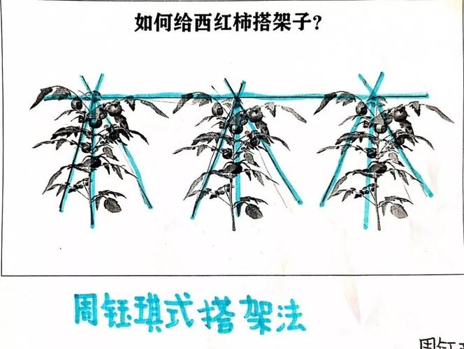 番茄怎么绑蔓「番茄种植怎么绑树」 番茄怎么绑蔓「番茄种植怎么绑树」 番茄病虫害防治