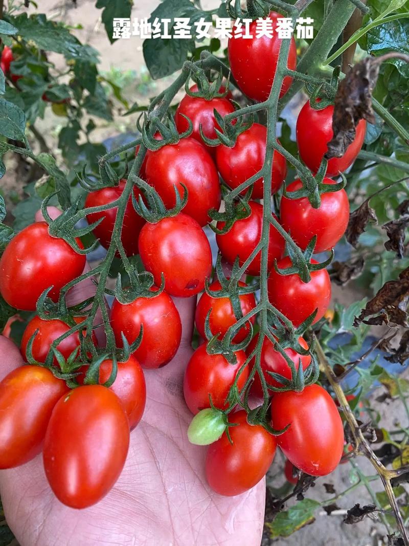 露地番茄品种怎么选择「番茄怎么选购种植基地」 种植技巧 露地番茄品种怎么选择「番茄怎么选购种植基地」 露地番茄品种怎么选择「番茄怎么选购种植基地」 种植技巧