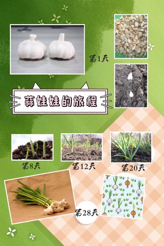 如何让孩子对蔬菜“爱不释手”「蔬菜种植小妙招」 如何让孩子对蔬菜“爱不释手”「蔬菜种植小妙招」 番茄种植技巧