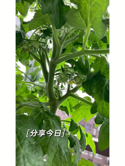 番茄小说的介绍视频怎么申请「大棵番茄怎么种植视频教程」 番茄小说的介绍视频怎么申请「大棵番茄怎么种植视频教程」 花朵知识